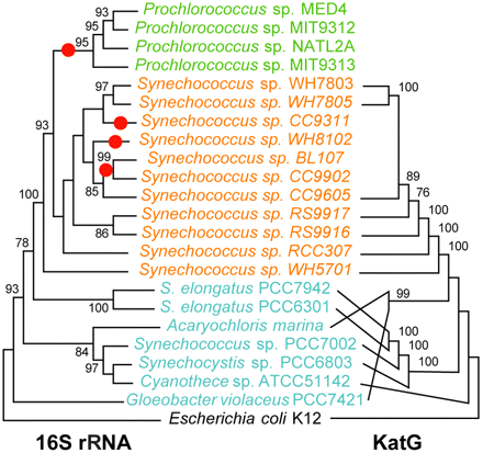 Comparison between the phylogenies of the catalase-peroxidase and small subunit rRNA genes for cyanobacteria with sequenced genomes